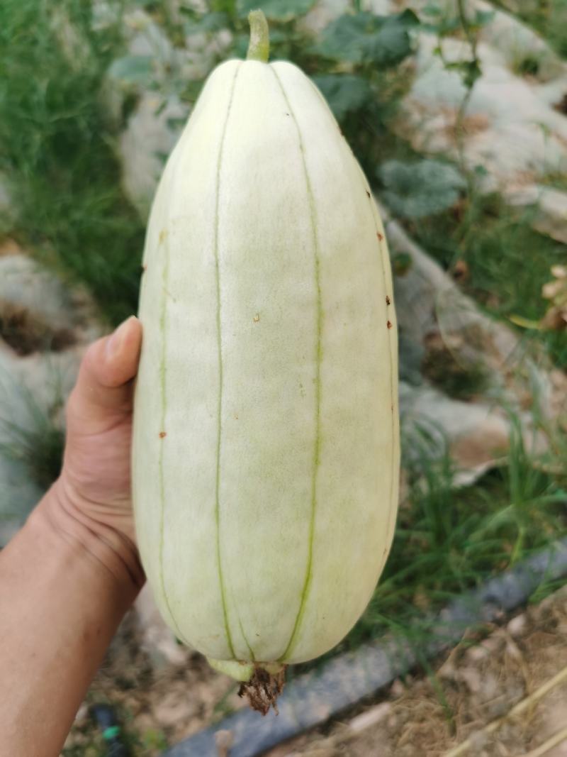大荔高石脆瓜已经成熟，欢迎订购
