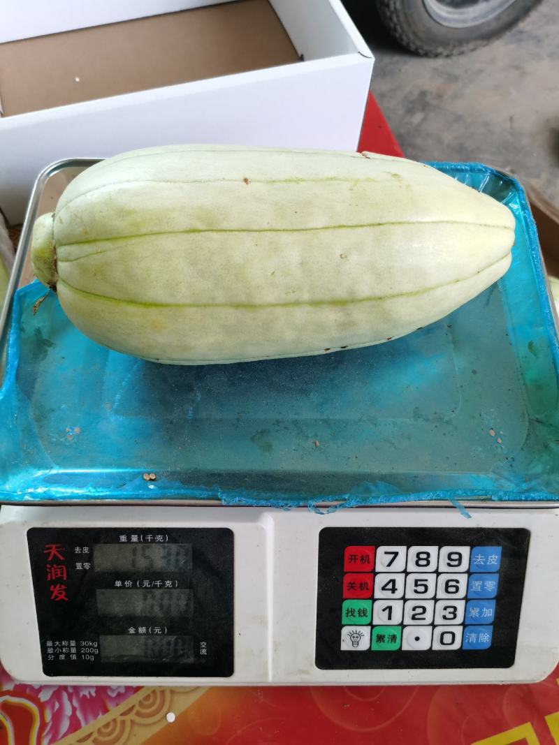 大荔高石脆瓜已经成熟，欢迎订购