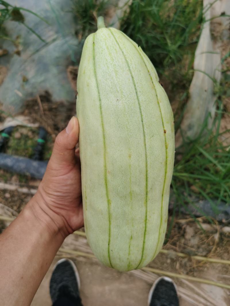 大荔高石脆瓜已经成熟，欢迎订购
