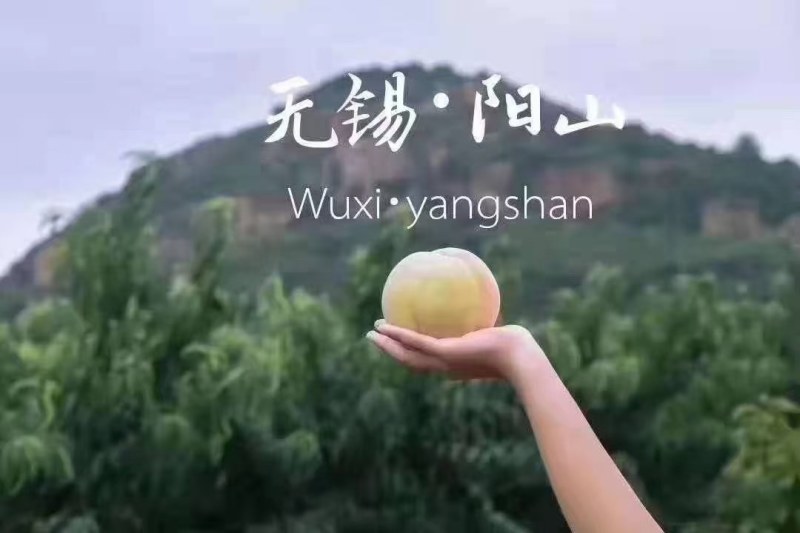 正宗阳山水蜜桃，大白凤精选特级果单果六两