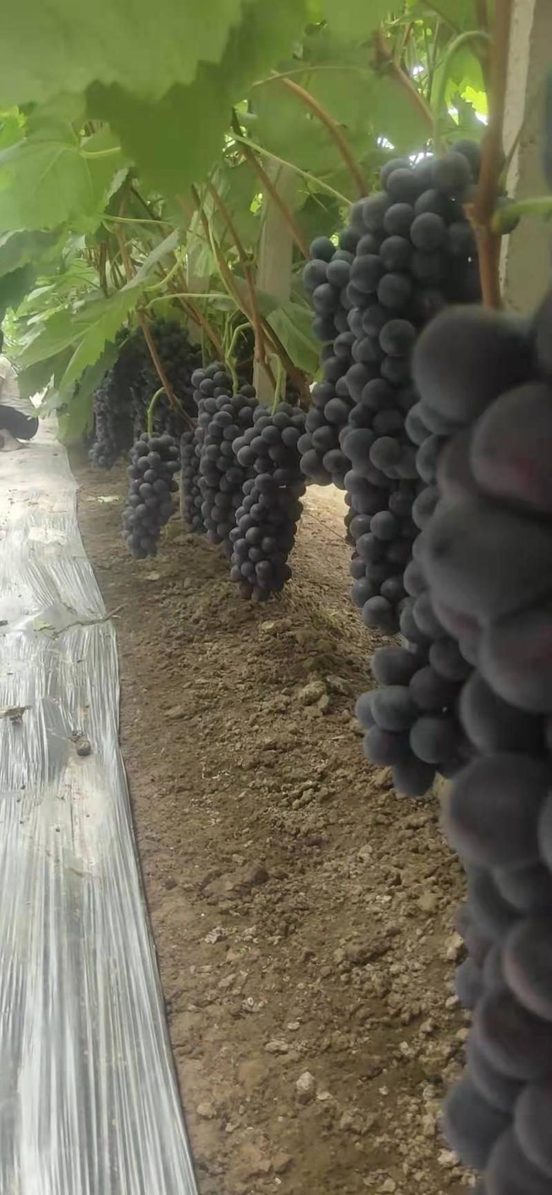 夏黑葡萄黑提葡萄代收代办河北省石家庄产地万亩葡萄