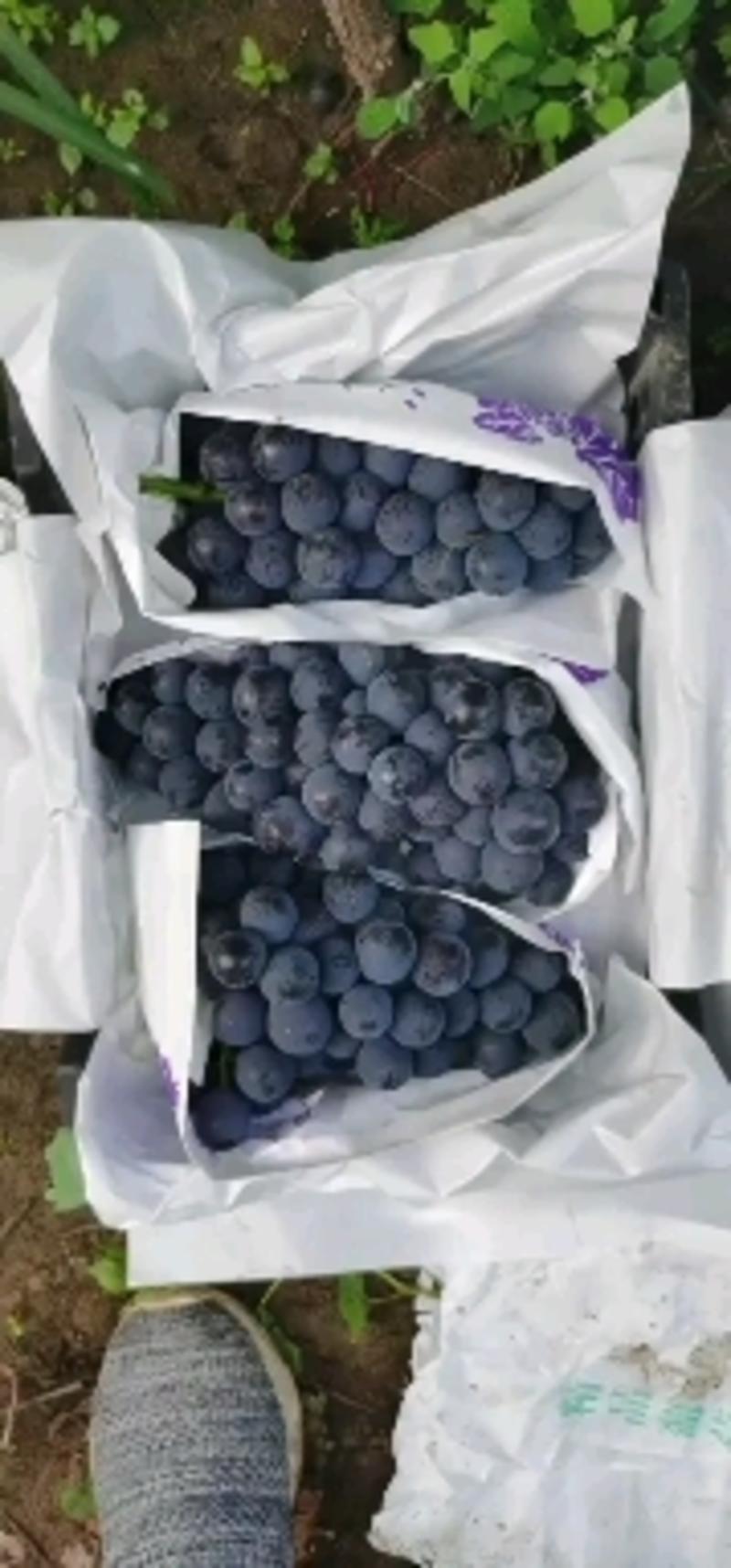 京亚葡萄1~2斤5%以下代收代办河北石家庄葡萄产地