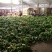 霸王花，剑花，烘干干度好，无沙无盐，广东特产，量大价优