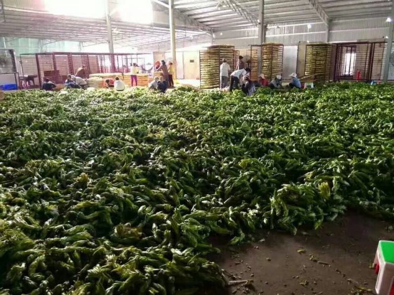 霸王花，剑花，烘干干度好，无沙无盐，广东特产，量大价优