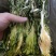 霸王花，剑花，烘干干度好，无沙无盐，广东特产，量大价优