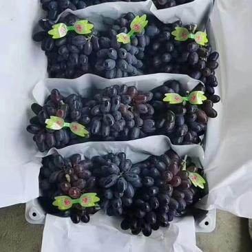 【优果】A17葡萄紫甜无核代收代办香脆甜河北产地