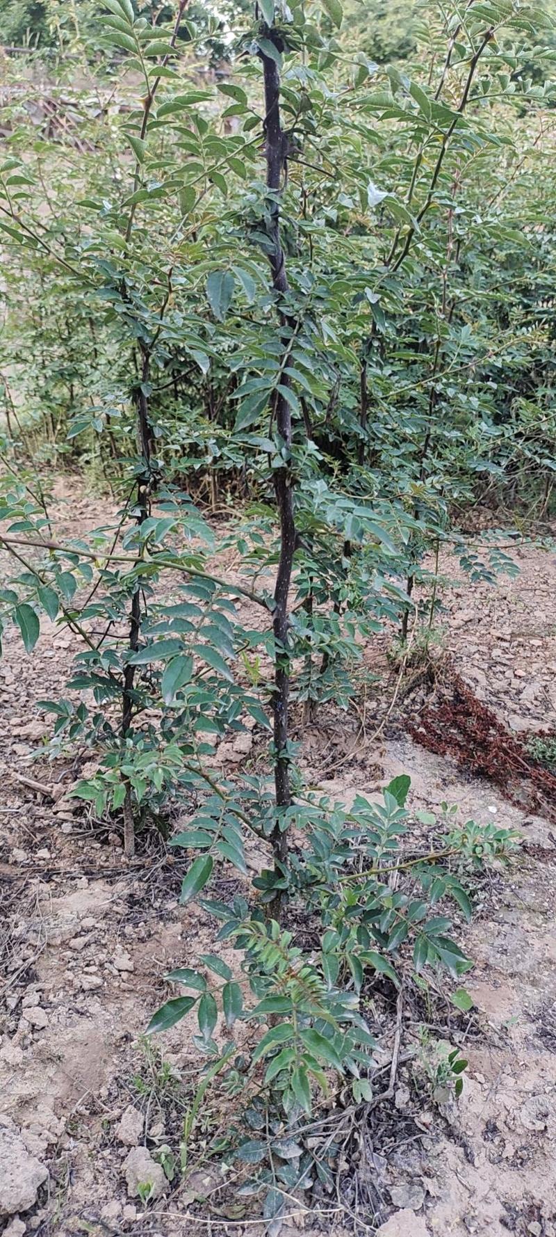 大红袍狮子头黄盖高产花椒苗