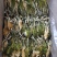 霸王花，剑花，烘干干度好，无沙无盐，广东特产，量大价优