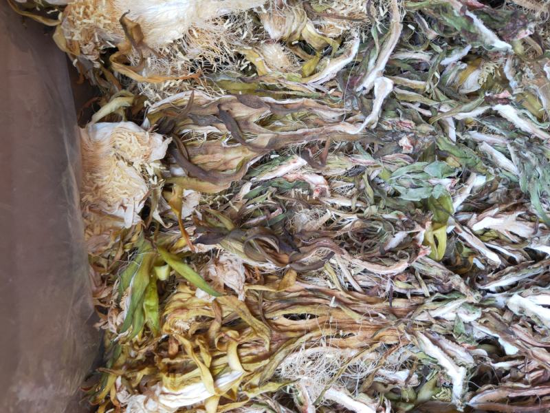 霸王花，剑花，烘干干度好，无沙无盐，广东特产，量大价优