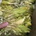 霸王花，剑花，烘干干度好，无沙无盐，广东特产，量大价优
