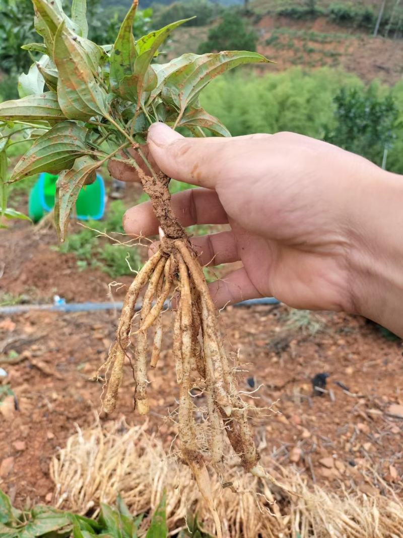 百部种苗