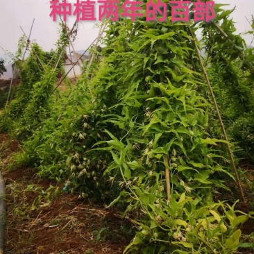 百部种苗