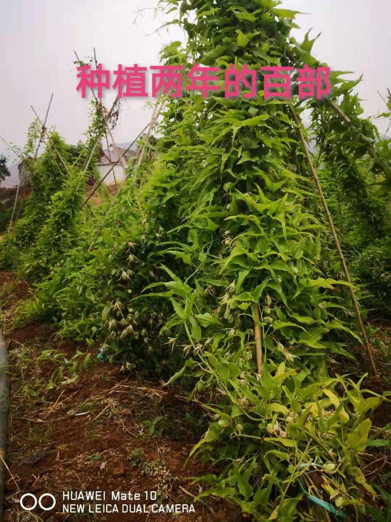 百部种苗