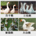 狮头鹅幼苗特大狮子头鹅纯种狮头产蛋鹅苗活体
