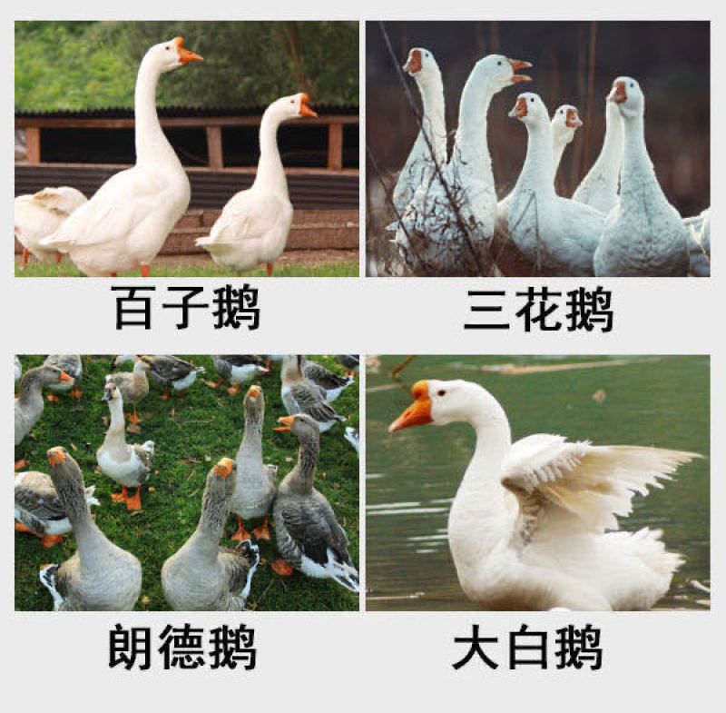 狮头鹅幼苗特大狮子头鹅纯种狮头产蛋鹅苗活体