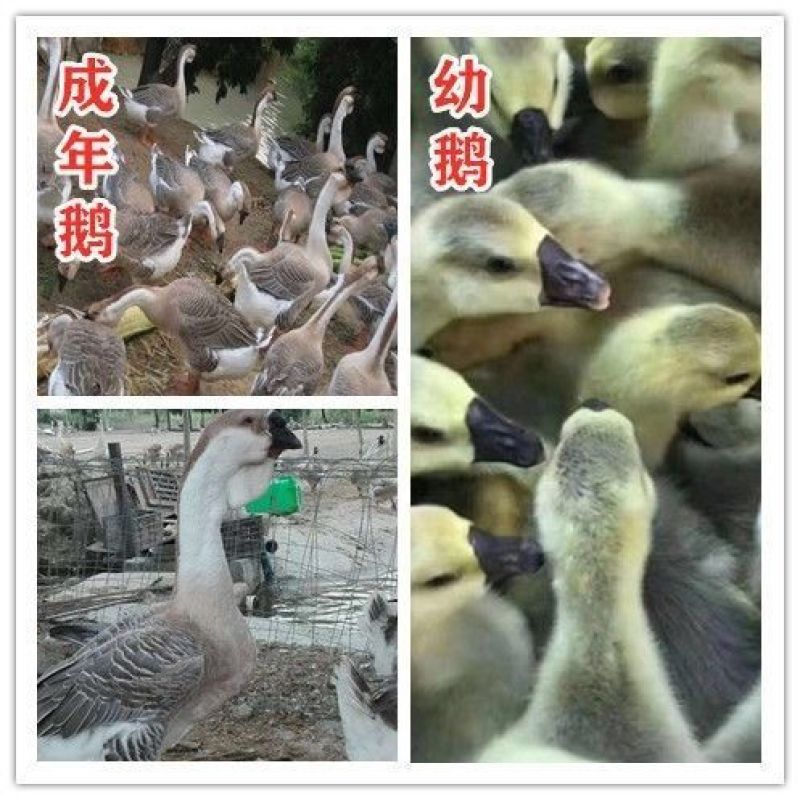 狮头鹅幼苗特大狮子头鹅纯种狮头产蛋鹅苗活体