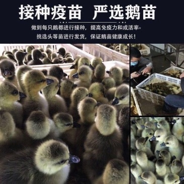 狮头鹅幼苗特大狮子头鹅纯种狮头产蛋鹅苗活体