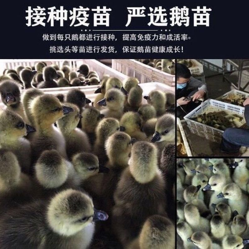狮头鹅幼苗特大狮子头鹅纯种狮头产蛋鹅苗活体
