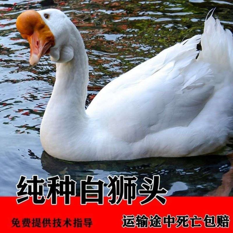 狮头鹅幼苗特大狮子头鹅纯种狮头产蛋鹅苗活体
