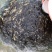 斑鳜大苗，斑鳜鱼苗