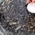 斑鳜大苗，斑鳜鱼苗