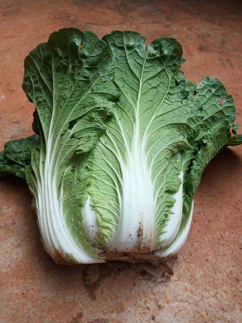 好货白菜精品无虫，无花杆要的老板来。货好的很