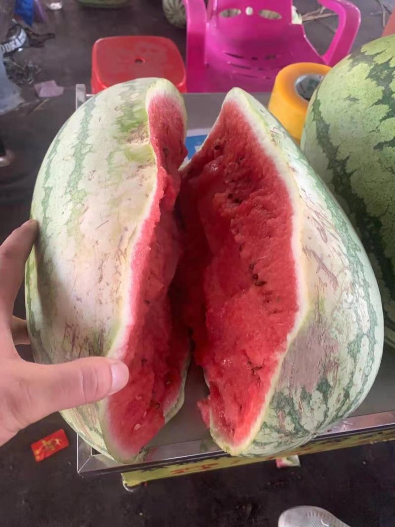 宁夏西瓜，中卫硒砂瓜，大量现货，大吨位，可供各大市场