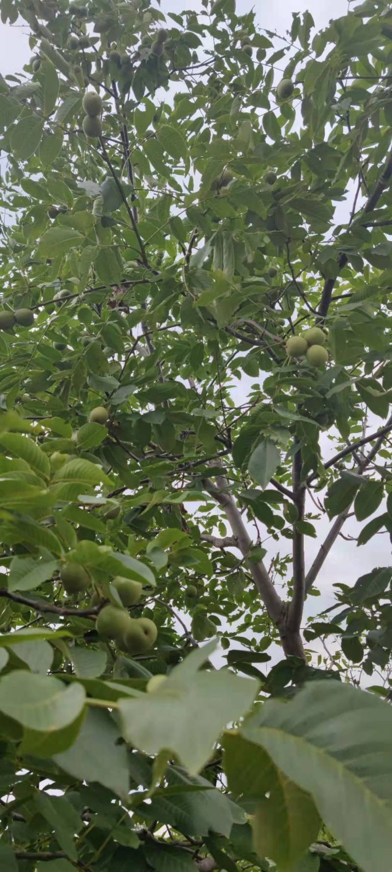 核桃【推荐】金博丰礼品2号青皮核桃特大丰产地直销现摘现