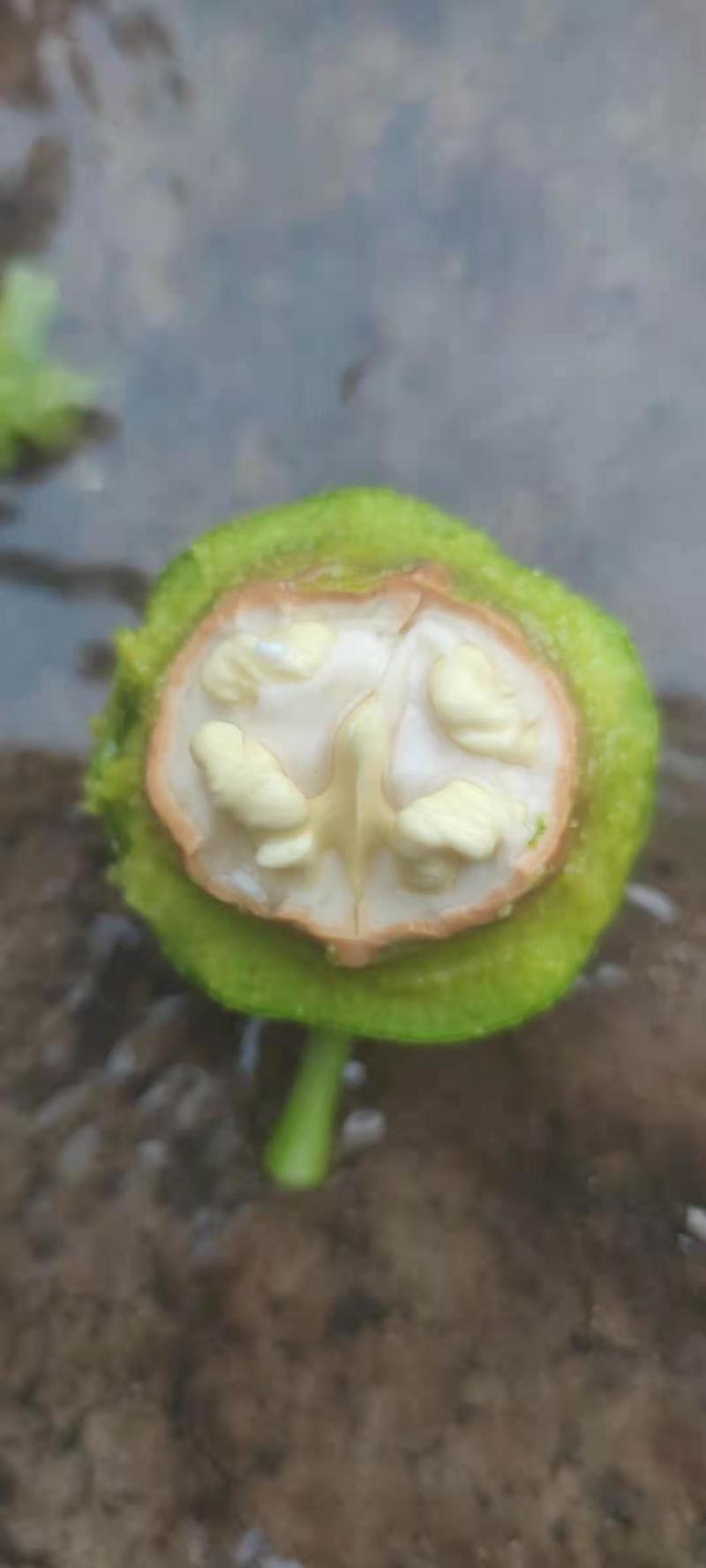 核桃【推荐】金博丰礼品2号青皮核桃特大丰产地直销现摘现