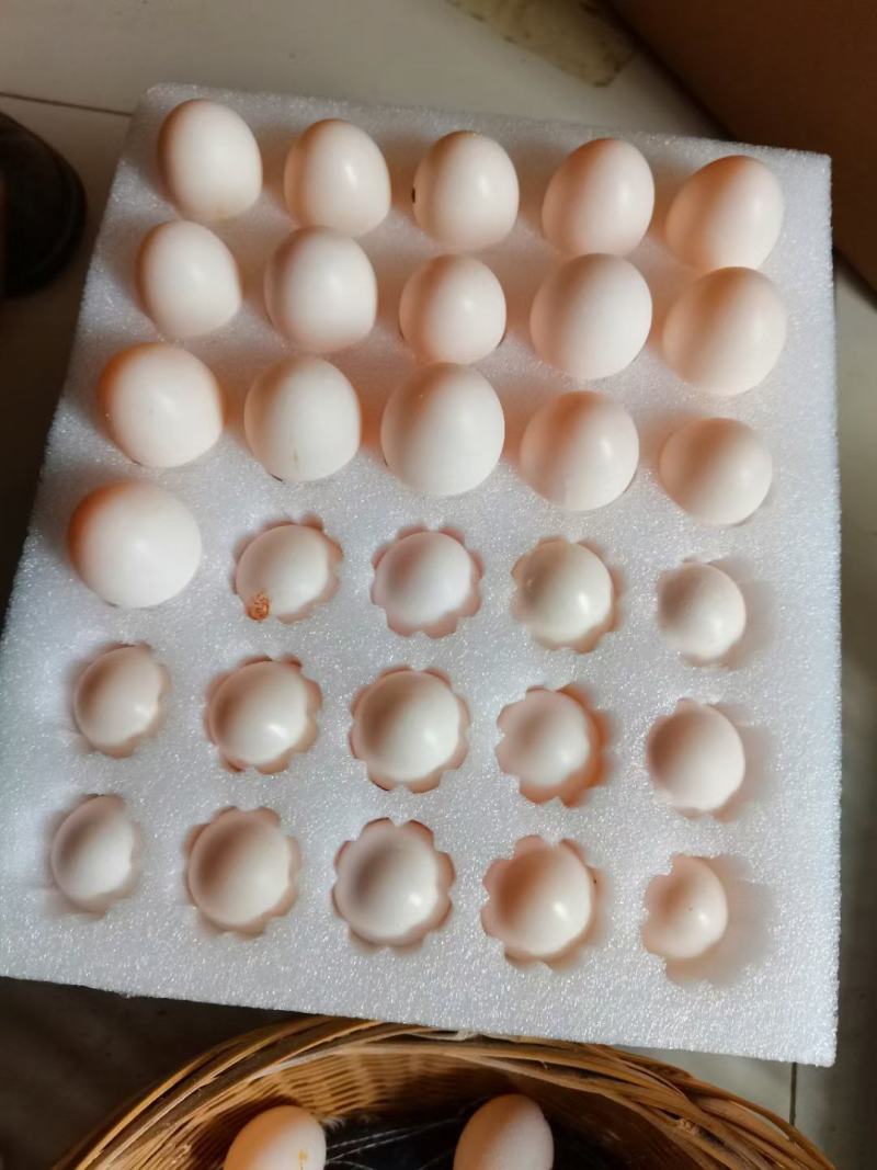 鸽子蛋，鲜鸽蛋