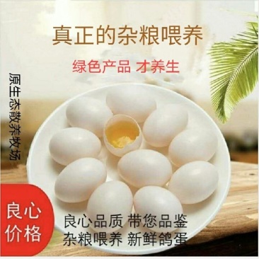 鸽子蛋，鲜鸽蛋