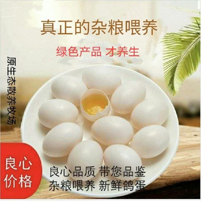鸽子蛋，鲜鸽蛋