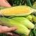 水果玉米看货论价，保质保量欢迎咨询订购