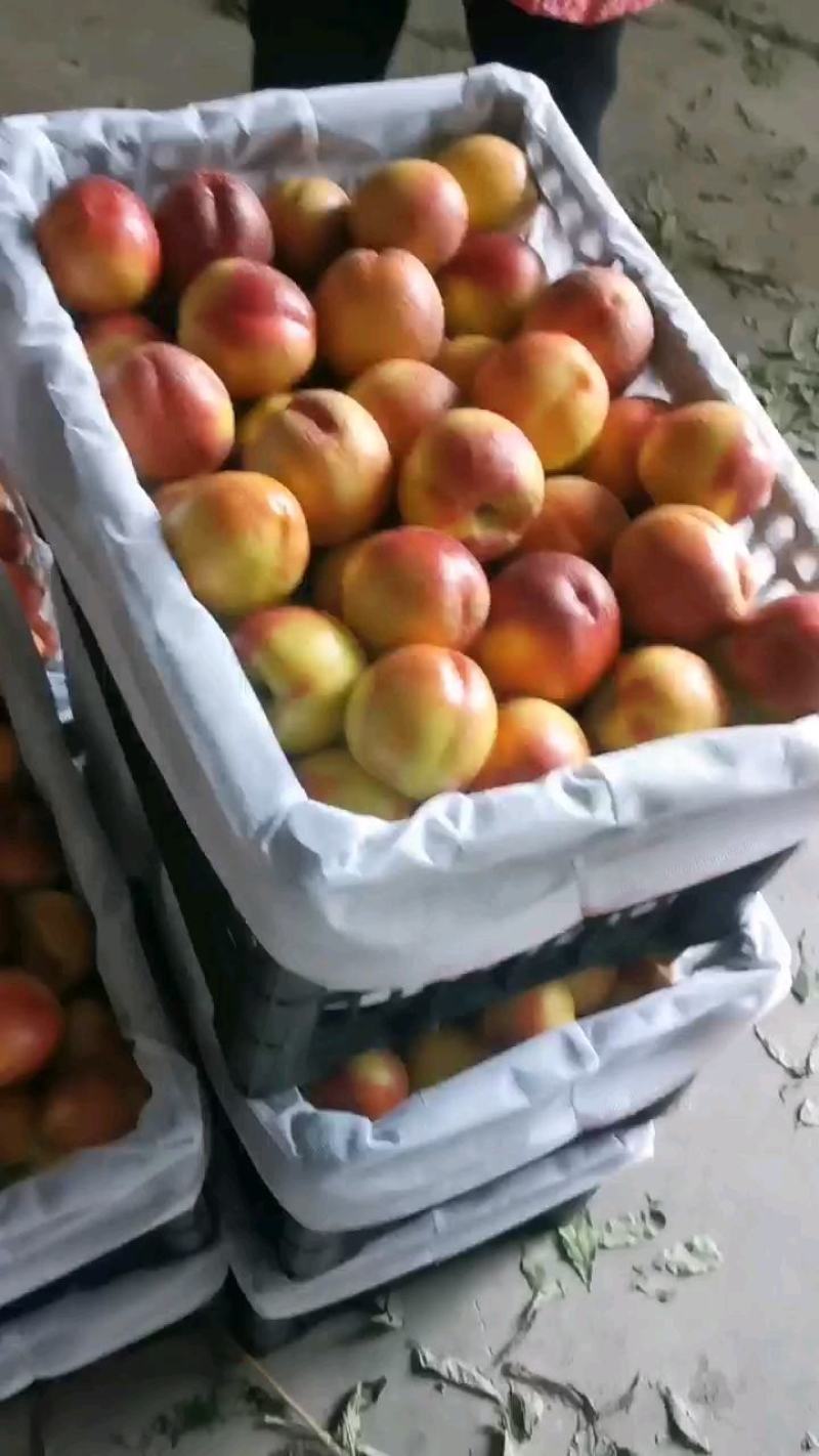 中油4号中油6号中油系列，白肉。黄肉各种桃子。