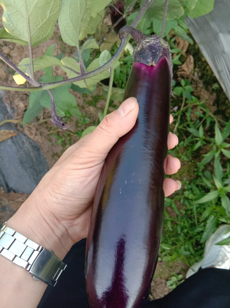 茄子支持全国发货，天天有货