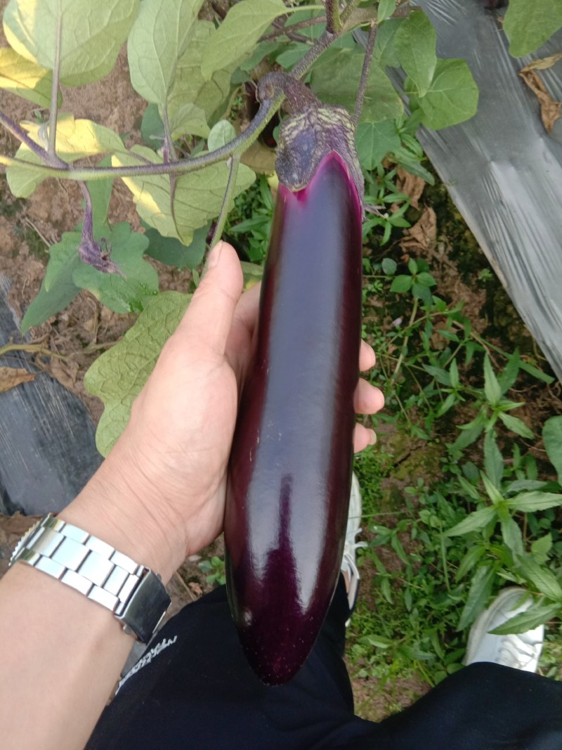 茄子支持全国发货，天天有货