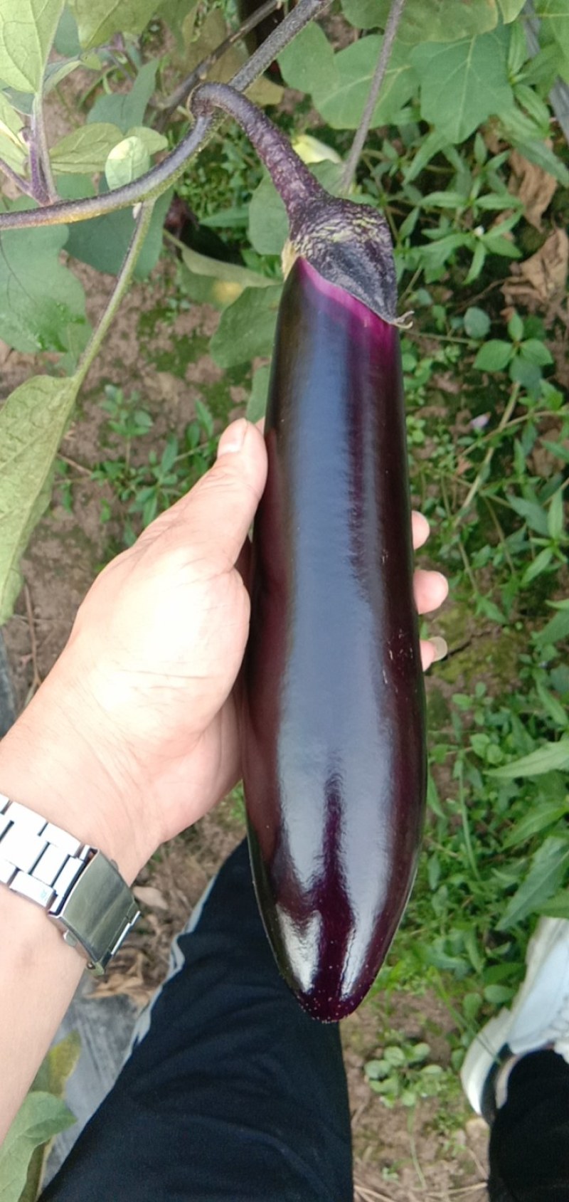 茄子支持全国发货，天天有货