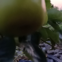 翠玉翠冠梨上市供应