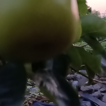翠玉翠冠梨上市供应