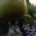 翠玉翠冠梨上市供应