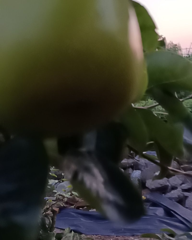 翠玉翠冠梨上市供应