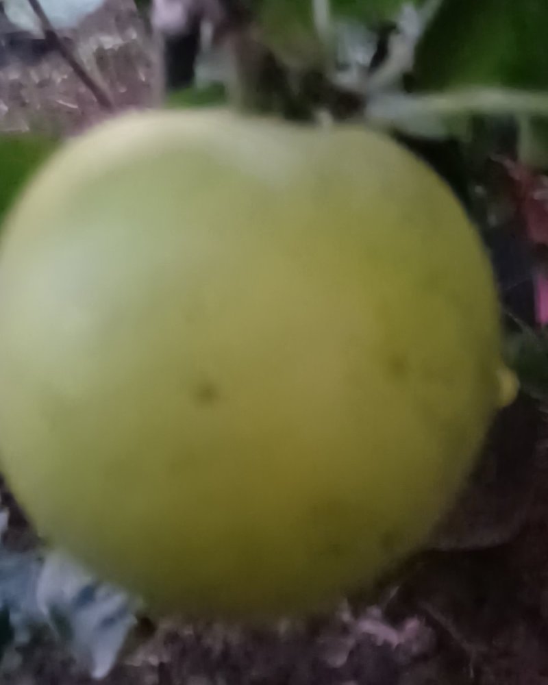 翠玉翠冠梨上市供应