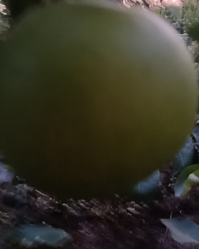 翠玉翠冠梨上市供应
