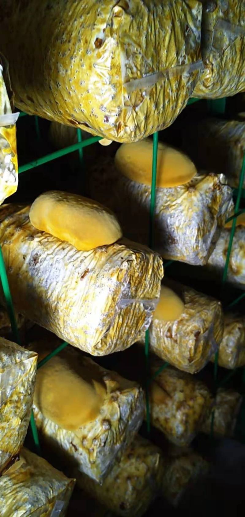 桑黄干品西峡县科达菌种厂桑黄种植基地