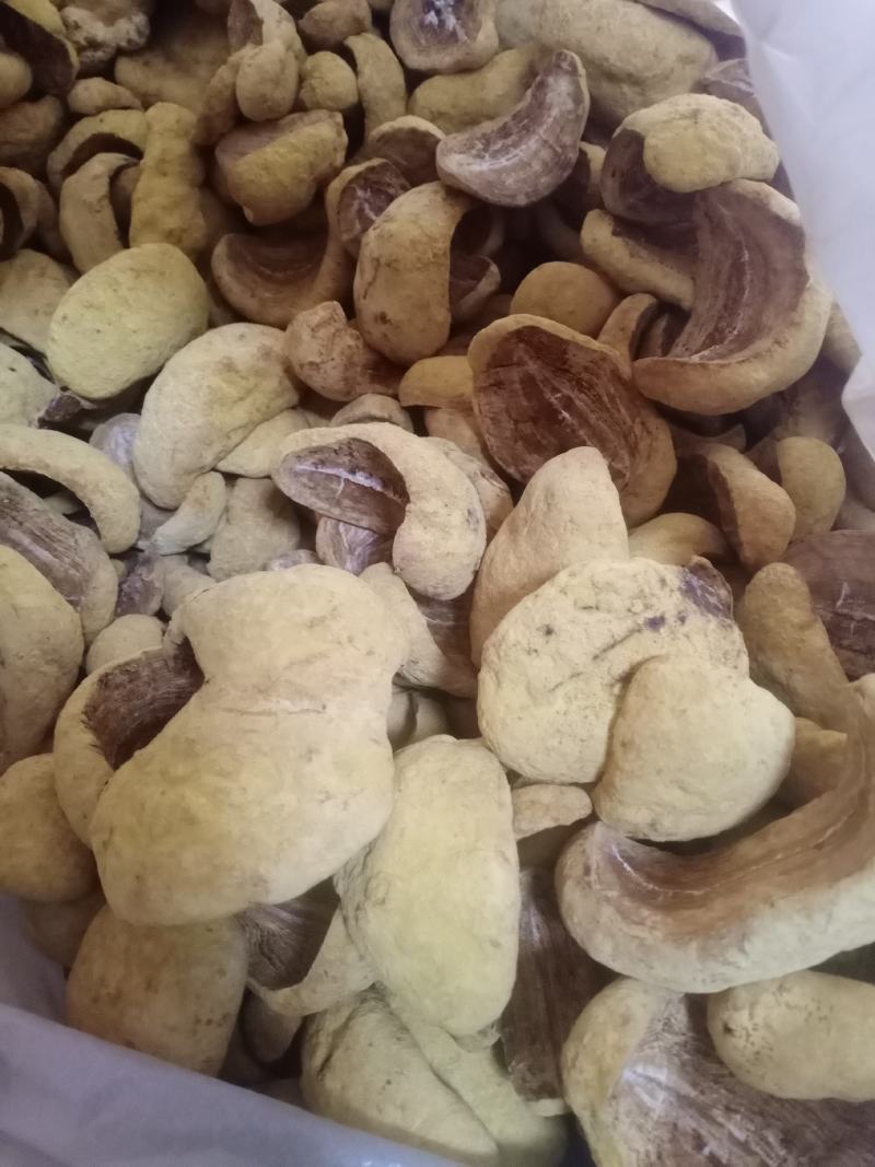 桑黄干品西峡县科达菌种厂桑黄种植基地