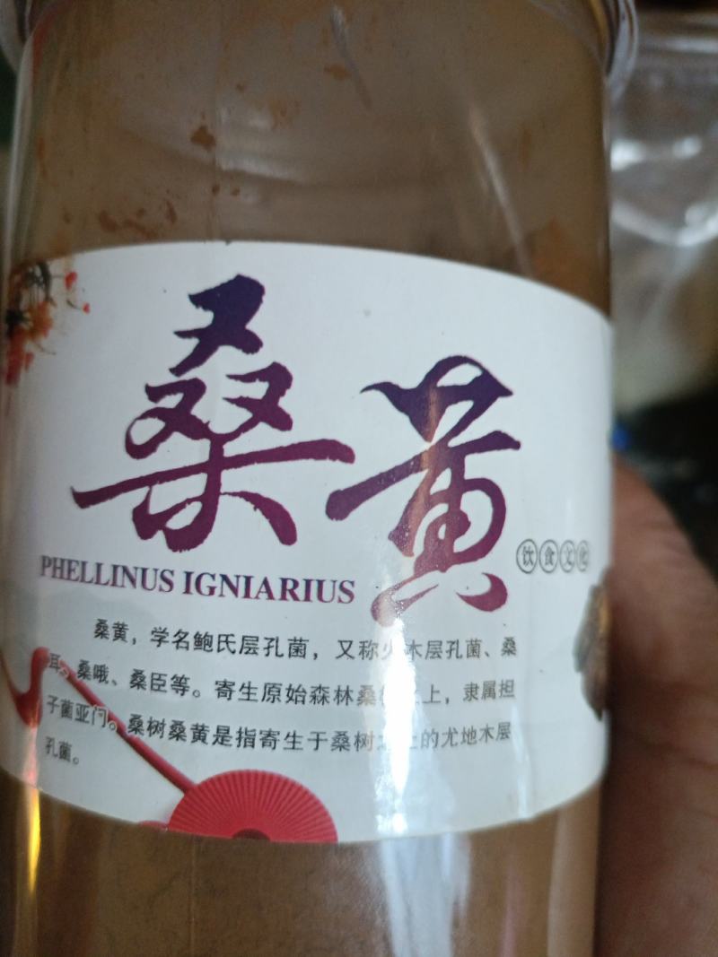 桑黄干品西峡县科达菌种厂桑黄种植基地