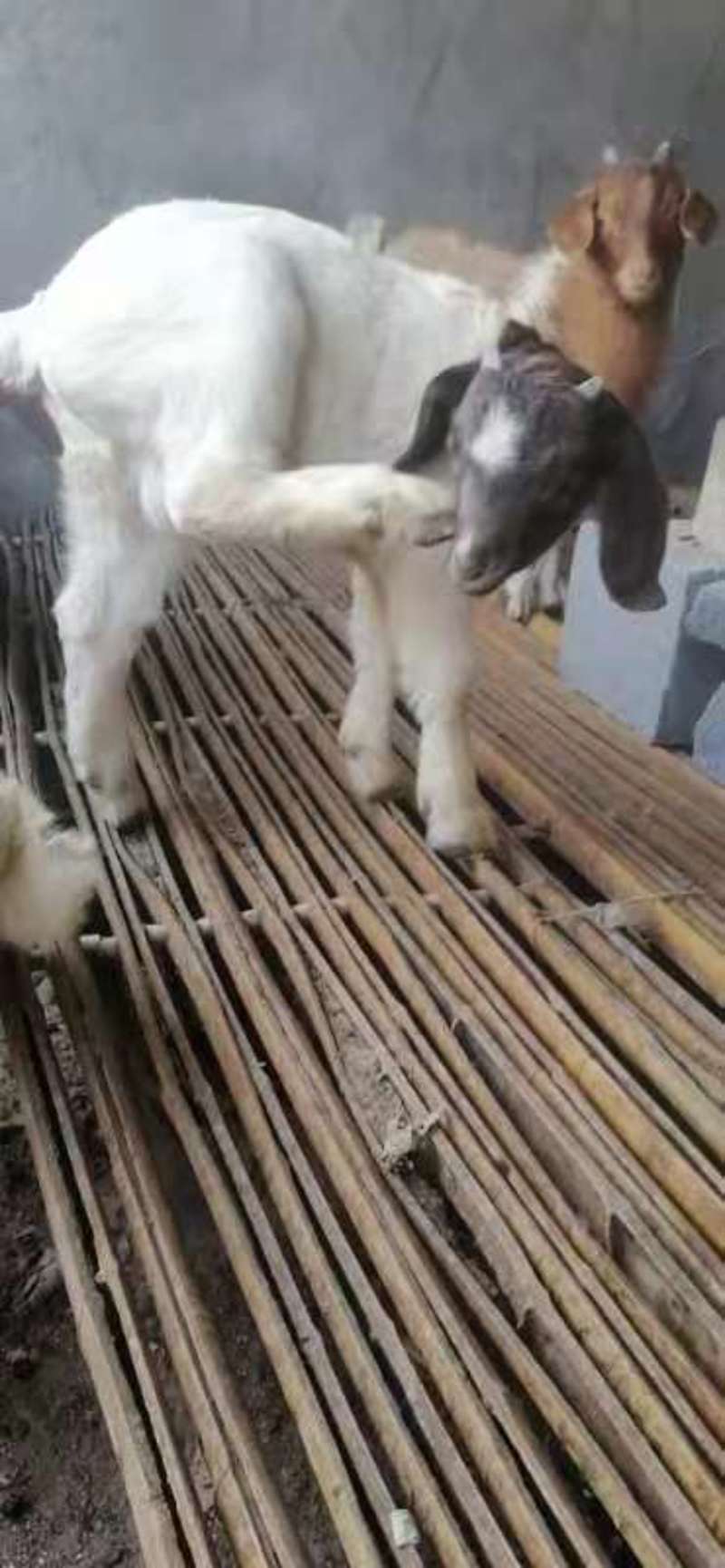 【活羊】波尔山羊可视频看货大量供应货源充足全国发货