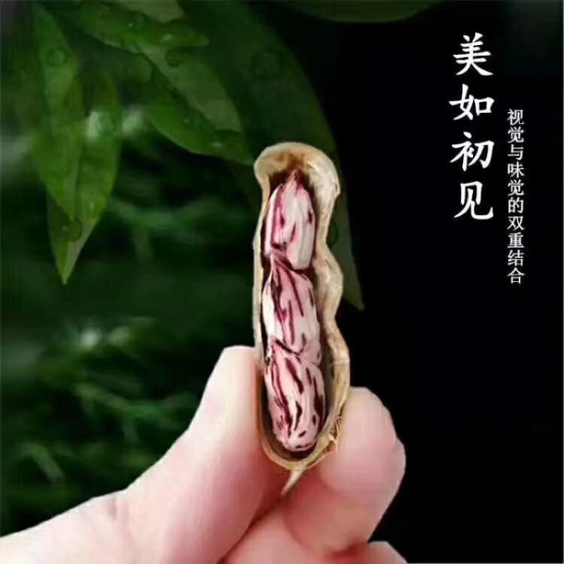 七彩花生