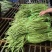 长豆角直供大产区货量大一手货源价格低供货全国量大