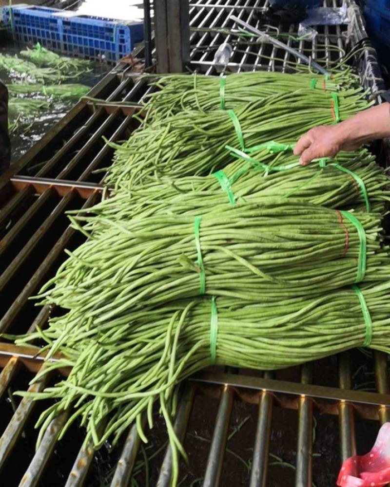 长豆角直供大产区货量大一手货源价格低供货全国量大